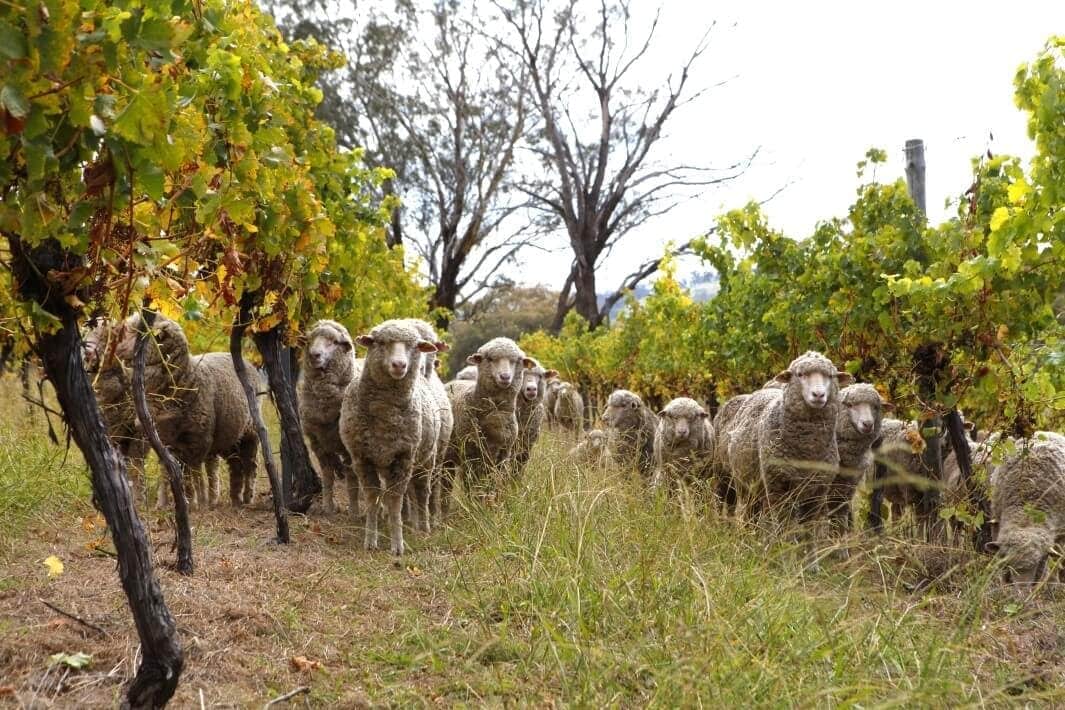 Sheep at Cargo Road Wines in Orange NSW