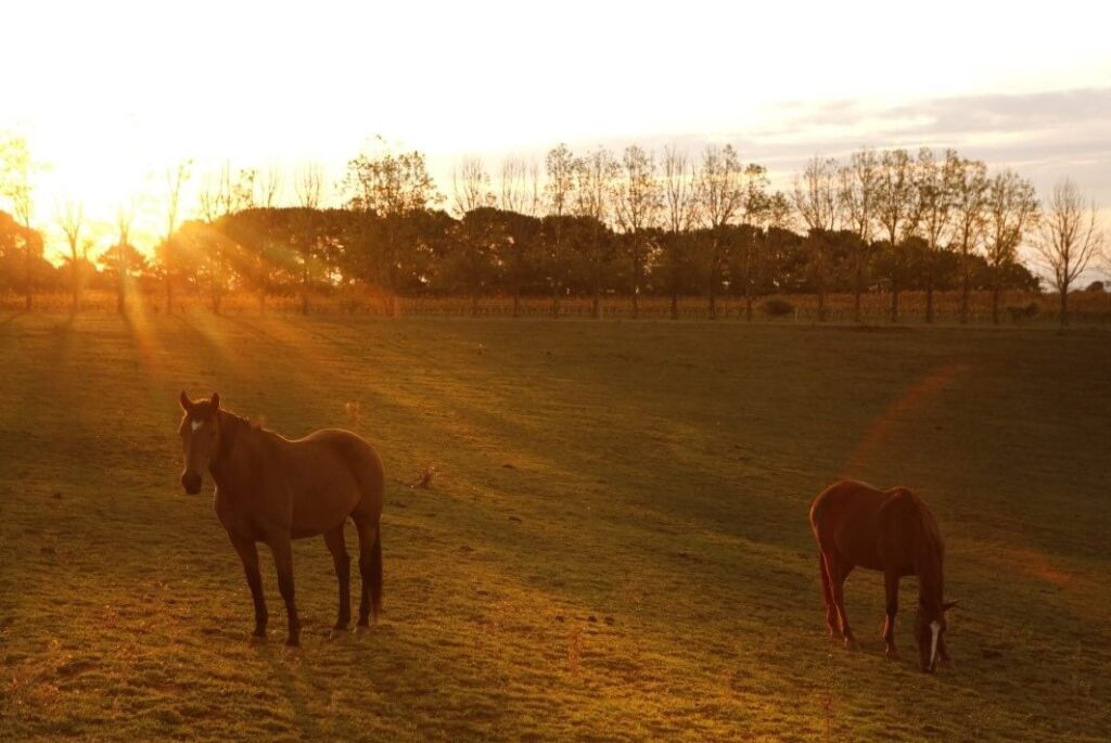 Horses in a paddock in Orange NSW