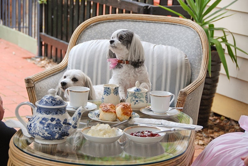 High tea at one fo the best dog friendly B&B in Victoria