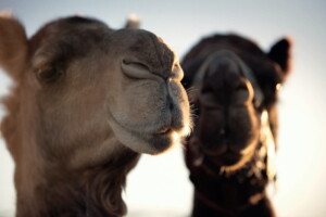 Camels-Tourism-and-Events-Queensland