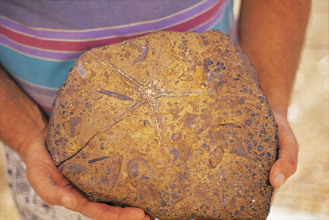 Fossils found in Richmond