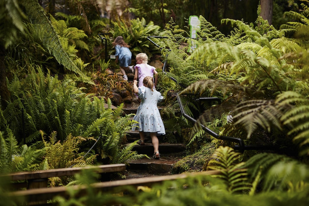 The Royal Tasmanian Botanical Gardens (RTBG), established in 1818, is Tasmania's only botanical garden and is custodian of the state's botanical collections.