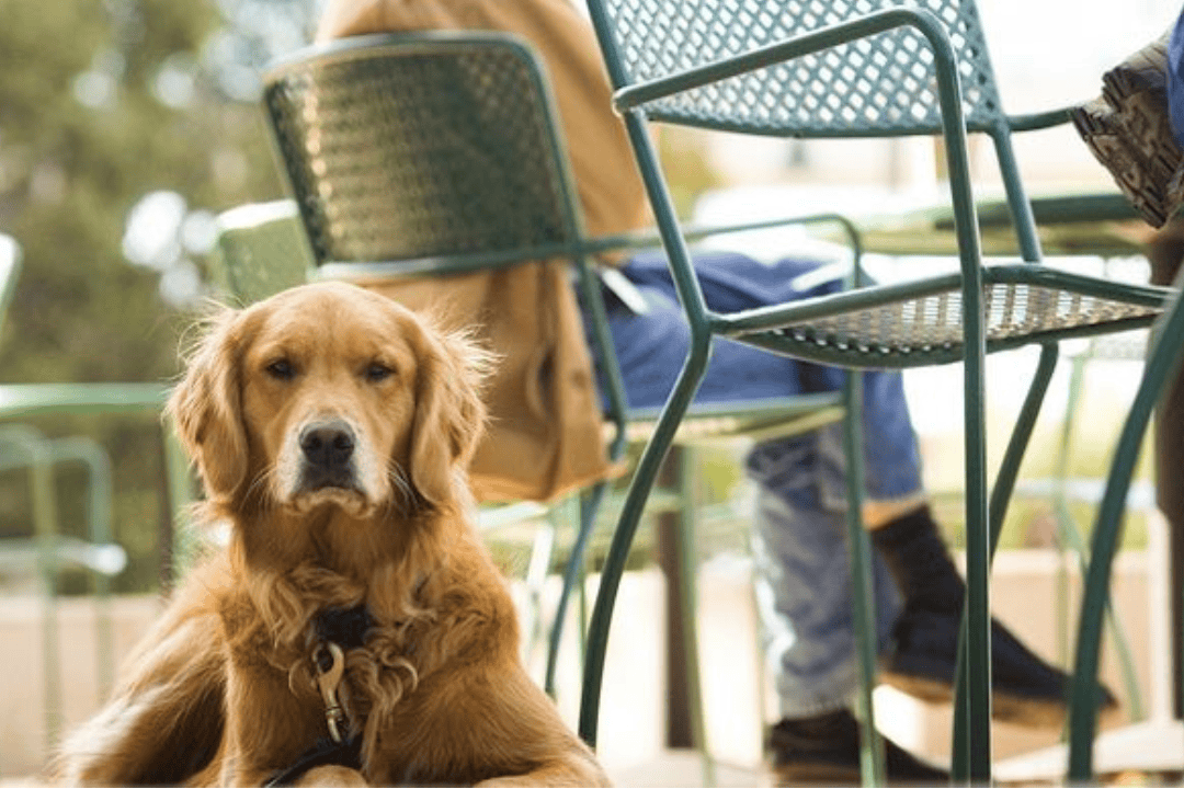dog-friendly cafes in Newcastle