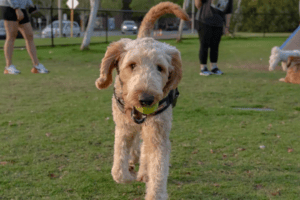7 best dog parks of Perth.
