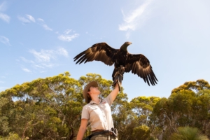 south australia's best wildlife encounters