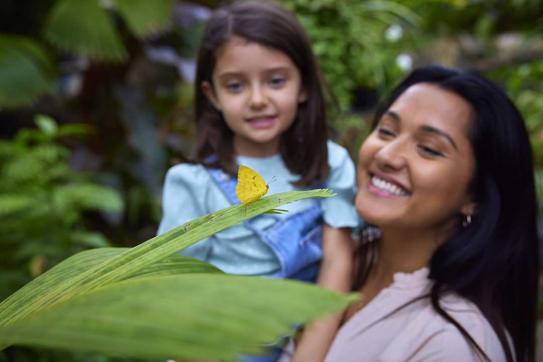 Australian Butterfly Sanctuary is one of the best butterfly experiences in Queensland. Image: Tourism and Events Queensland.