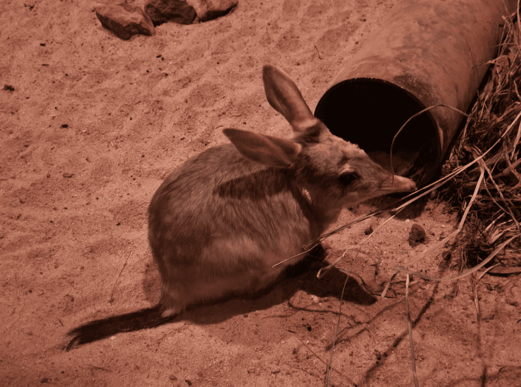 bilby