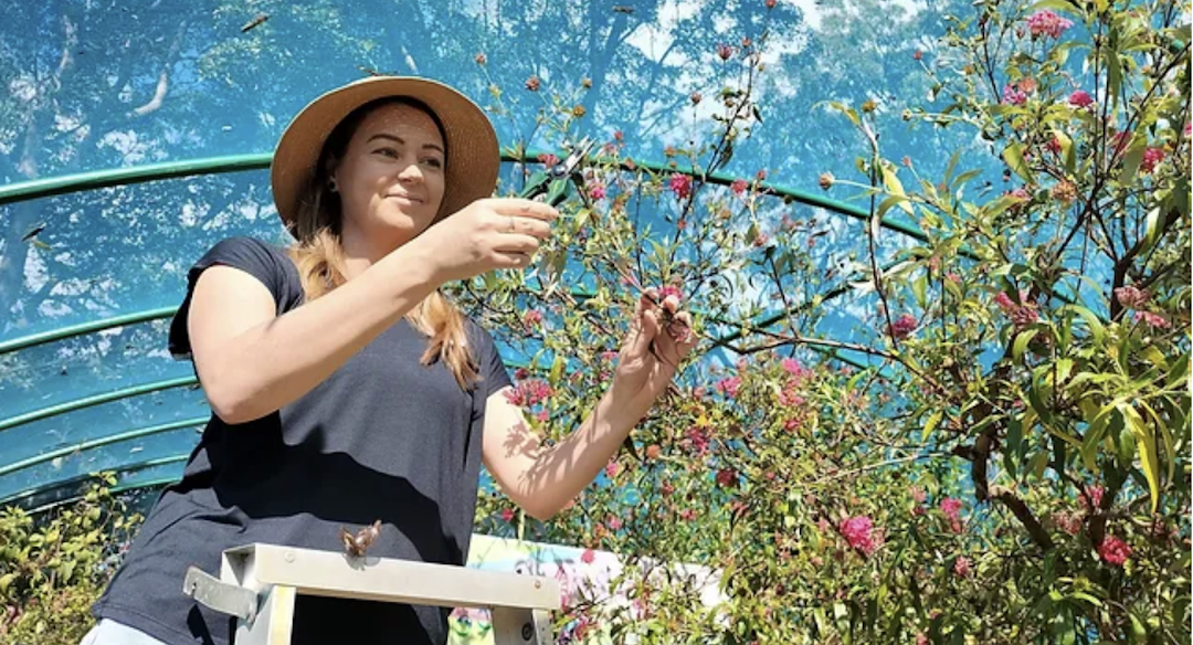 Bribie Island Butterfly House is one of the premiere butterfly experiences in Queensland. Image: Bribie Island Butterfly House.