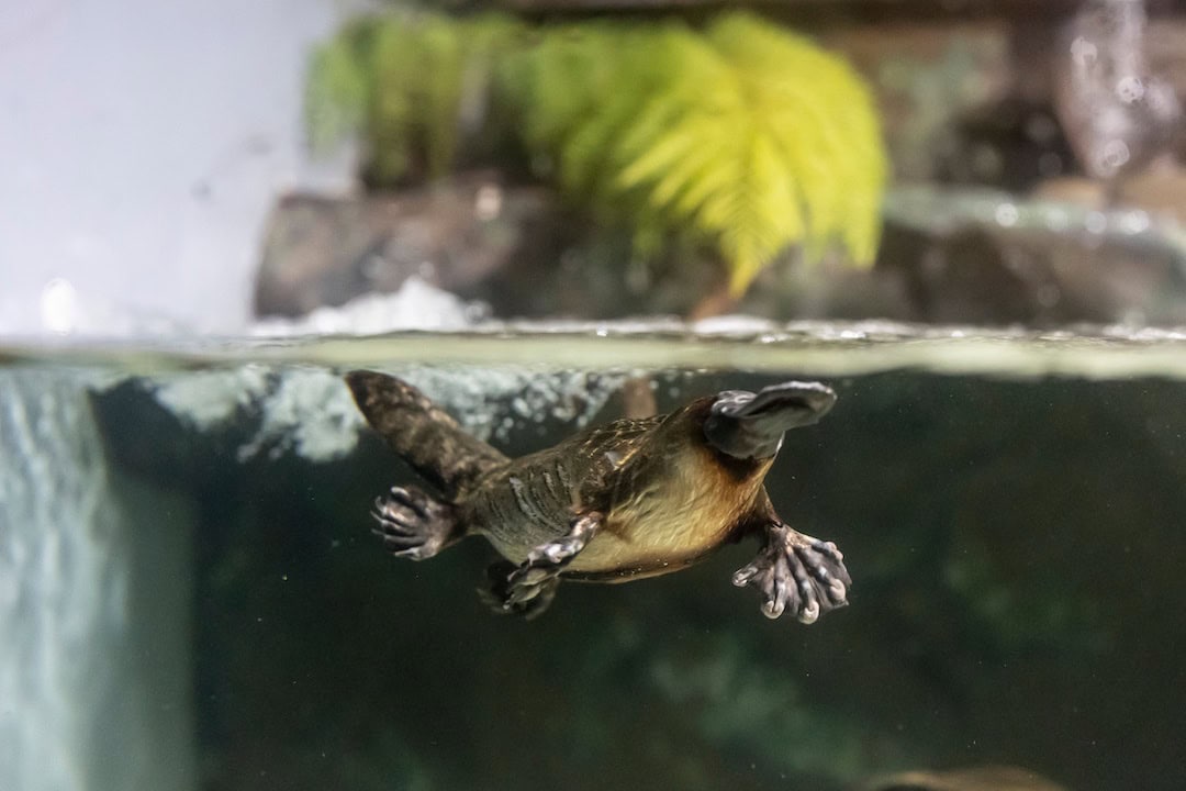 A platypus in Tasmania. Image: Tourism Australia.