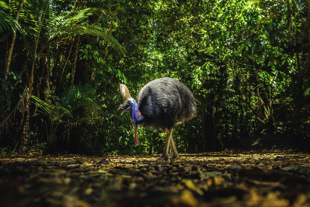 A cassowary in the Daintree Rainforest. Image: Tourism and Events Queensland.