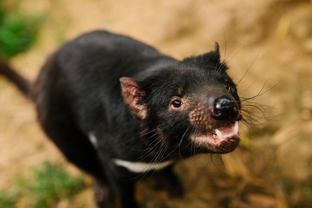 A Tasmanian devil, one of the cutest creatures of Australia. Image: Tourism Australia.