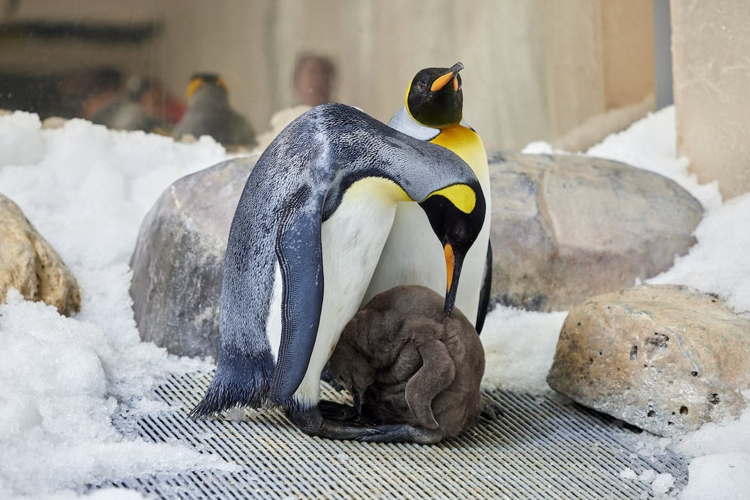 Pesto the penguin with his foster parents. Image: Sea Life Melbourne Aquarium.