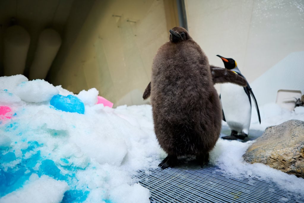 Image: SEA LIFE Melbourne Aquarium.