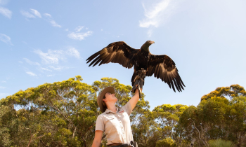 south australia's best wildlife encounters