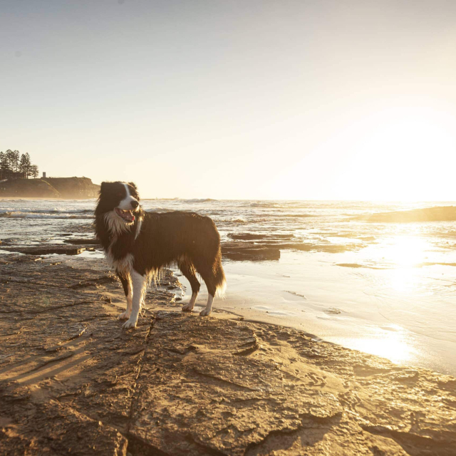 A border collie at a dog friendly beach at North Wollongong during sunrise.