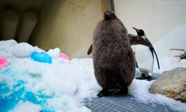 Image: SEA LIFE Melbourne Aquarium.